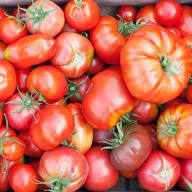 Olika sorters röda tomater
