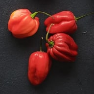 Färsk röd habanero