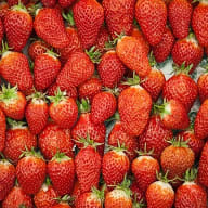 Många färska jordgubbar