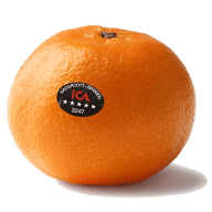 En citrusfrukt