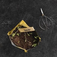 En bild av en liten planta som växer ur jord i en öppnad tepåse, med en sax bredvid.