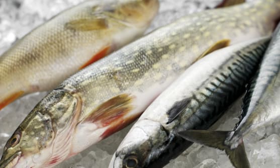 Färsk fisk på en bädd av is.