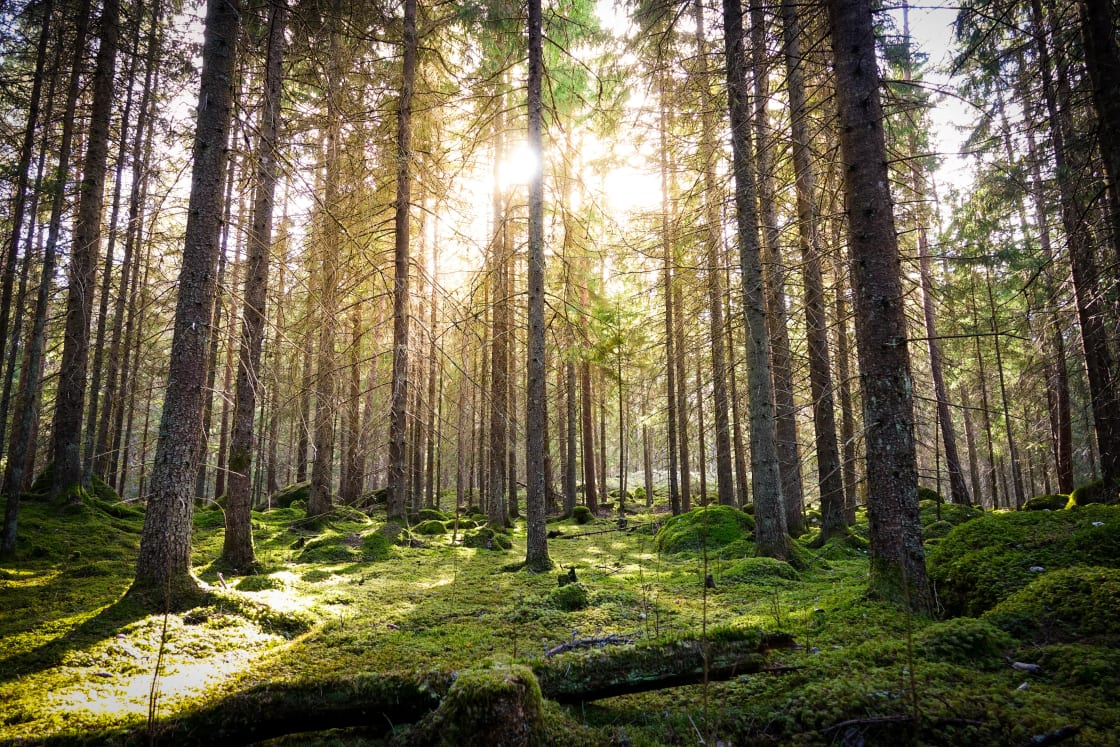 Skog med solljus som strilar mellan träden.