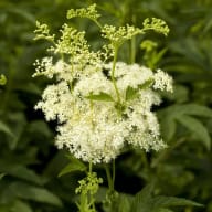 En blomställning av flockblomstrig växt med små vita blommor och gröna blad mot en suddig bakgrund.