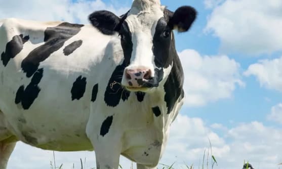 En ko som står på en äng.