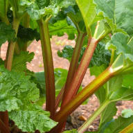 Rhabarberplantor med stora blad och stjälkar växer i en trädgård.