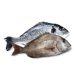 Seabream, Guldspari