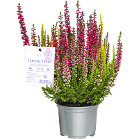ICA. Rosa Bandet Ljung