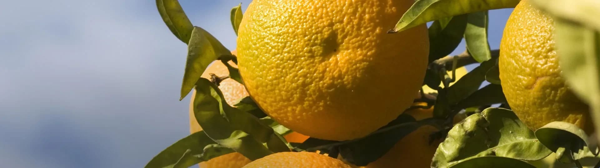 Skillnaden mellan clementin, mandarin och satsumas ICA Buffé