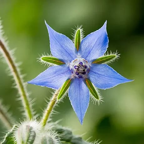 Ätbara blommor  ICA Buffé