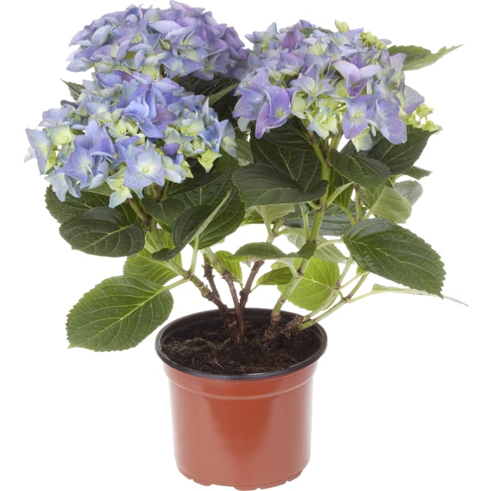 Hortensia