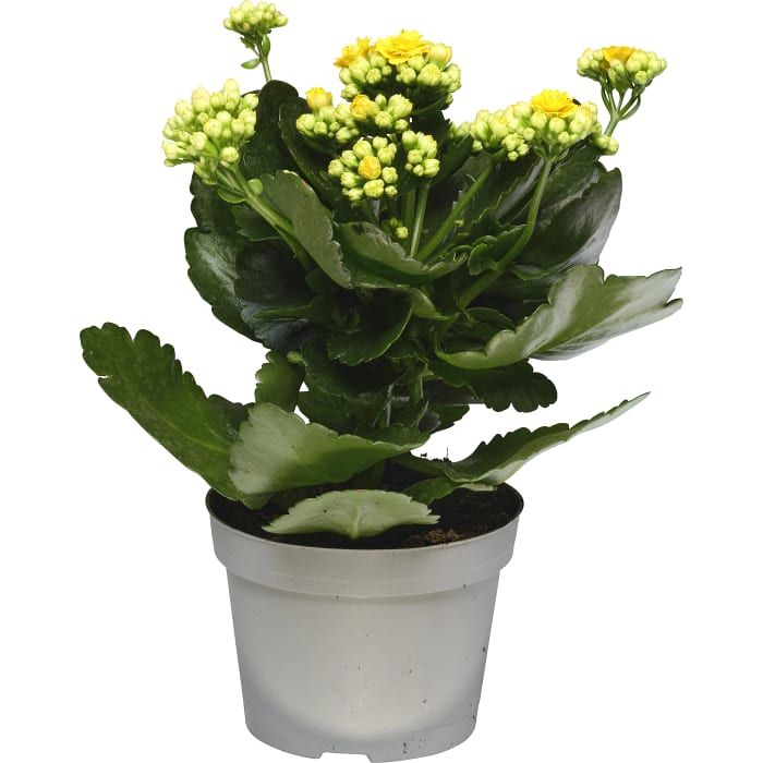 kalanchoe gul