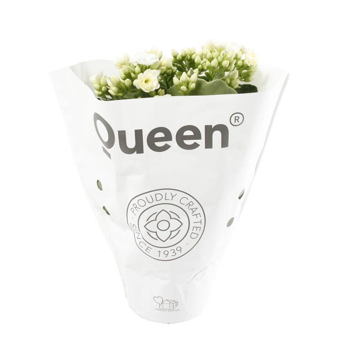 Kalanchoe Vit
