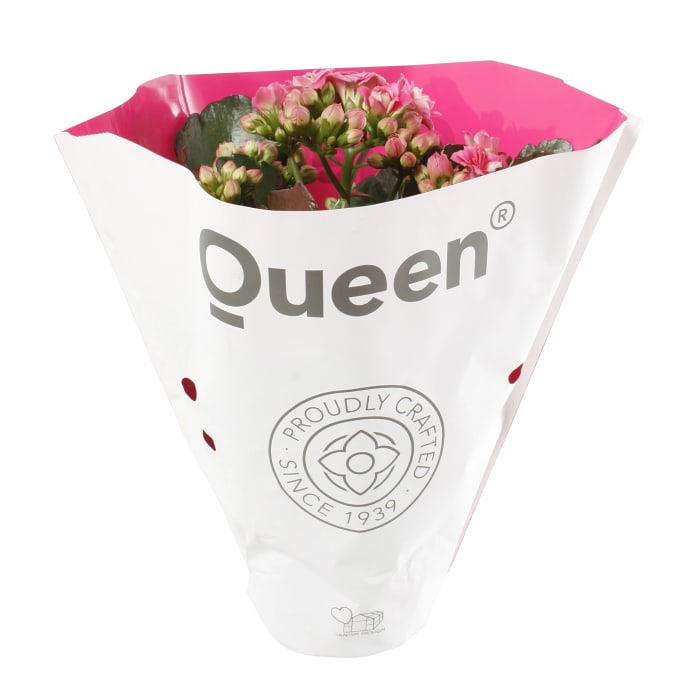 Kalanchoe Ceris