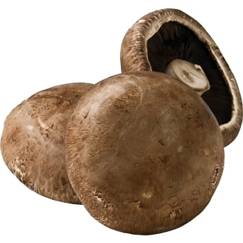 Svamp Portabella