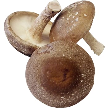 Svamp Shiitake Eko