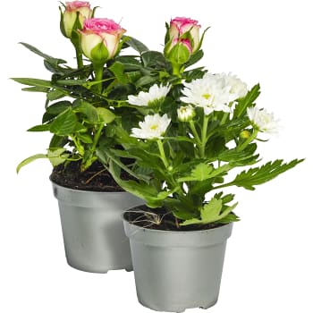 Blommande Miniväxt