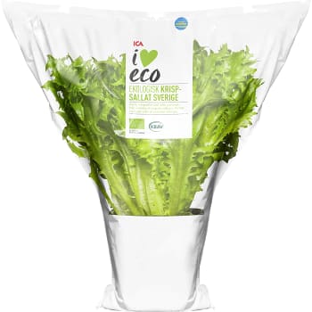 Krispsallat Ekologisk KRAV Klass 1 ICA I love eco