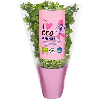 Koriander i kruka Ekologisk 1-p KRAV Klass 1 ICA I love eco