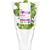 Basilika Ekologisk 1-p KRAV ICA I love eco