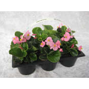 Isbegonia 6-pack
