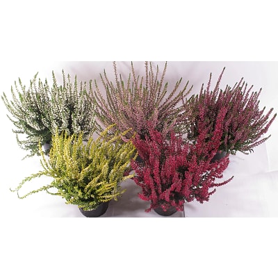 Ljung Calluna
