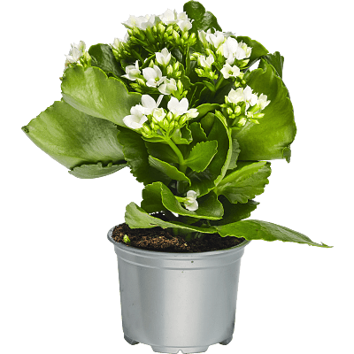 Kalanchoe